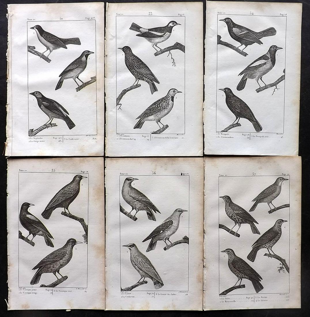 Buffon, Comte de 1825 Lot of 6 Antique Bird Prints: Copper Plate Published 1825, Paris for "Oeuvres Completes De Buffon" by the Comte de Buffon and Bernard Lacepede. Paper Size: 8 x 5 inch (20 x 13cm) Good Condition