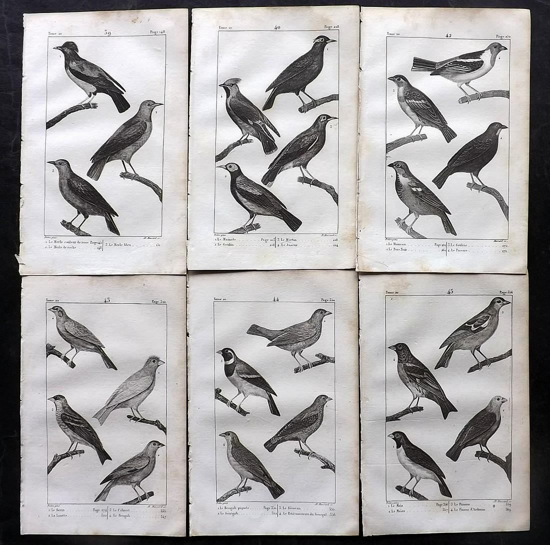 Buffon, Comte de 1825 Lot of 6 Antique Bird Prints: Copper Plate Published 1825, Paris for "Oeuvres Completes De Buffon" by the Comte de Buffon and Bernard Lacepede. Paper Size: 8 x 5 inch (20 x 13cm) Good Condition