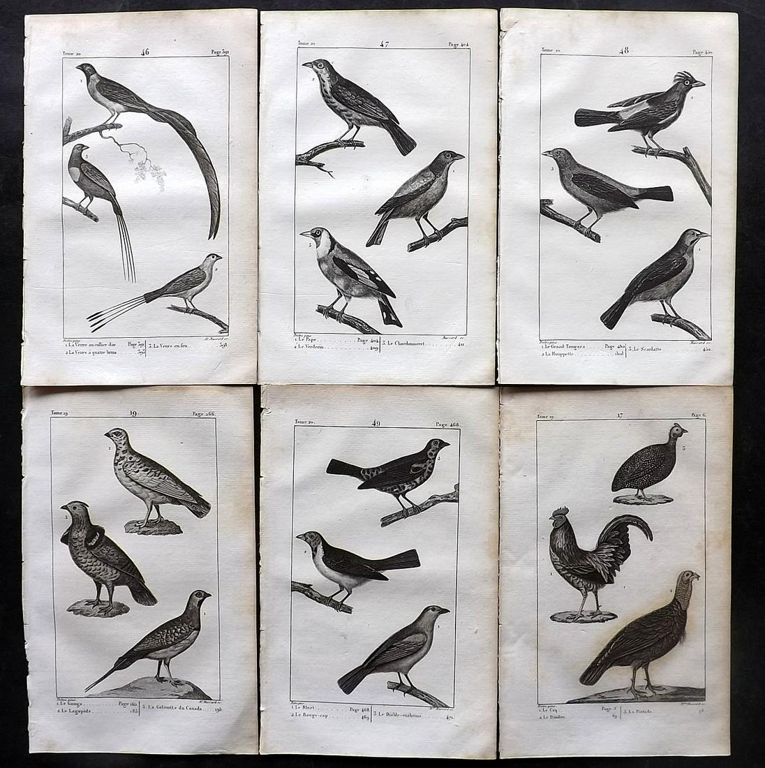 Buffon, Comte de 1825 Lot of 6 Antique Bird Prints: Copper Plate Published 1825, Paris for "Oeuvres Completes De Buffon" by the Comte de Buffon and Bernard Lacepede. Paper Size: 8 x 5 inch (20 x 13cm) Good Condition