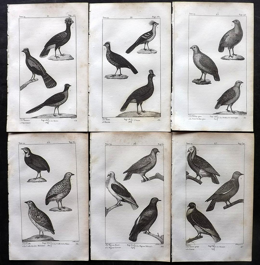 Buffon, Comte de 1825 Lot of 6 Antique Bird Prints: Copper Plate Published 1825, Paris for "Oeuvres Completes De Buffon" by the Comte de Buffon and Bernard Lacepede. Paper Size: 8 x 5 inch (20 x 13cm) Good Condition