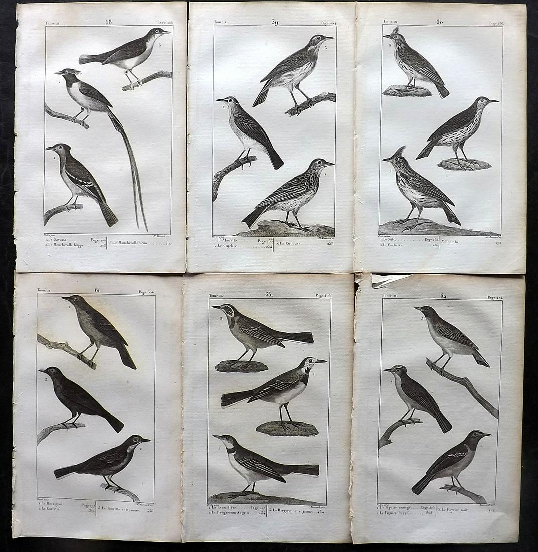 Buffon, Comte de 1825 Lot of 6 Antique Bird Prints: Copper Plate Published 1825, Paris for "Oeuvres Completes De Buffon" by the Comte de Buffon and Bernard Lacepede. Paper Size: 8 x 5 inch (20 x 13cm) Good Condition