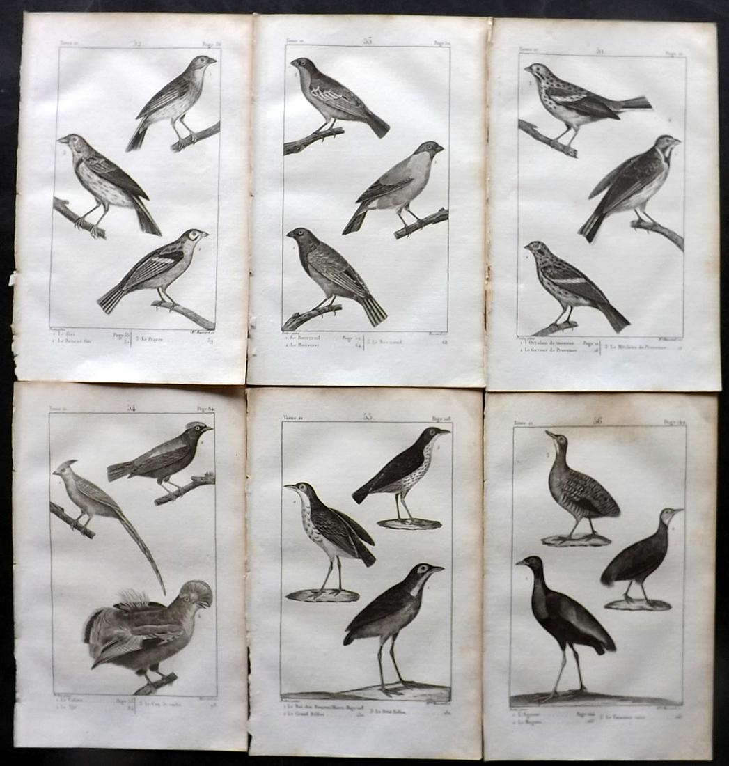 Buffon, Comte de 1825 Lot of 6 Antique Bird Prints: Copper Plate Published 1825, Paris for "Oeuvres Completes De Buffon" by the Comte de Buffon and Bernard Lacepede. Paper Size: 8 x 5 inch (20 x 13cm) Good Condition