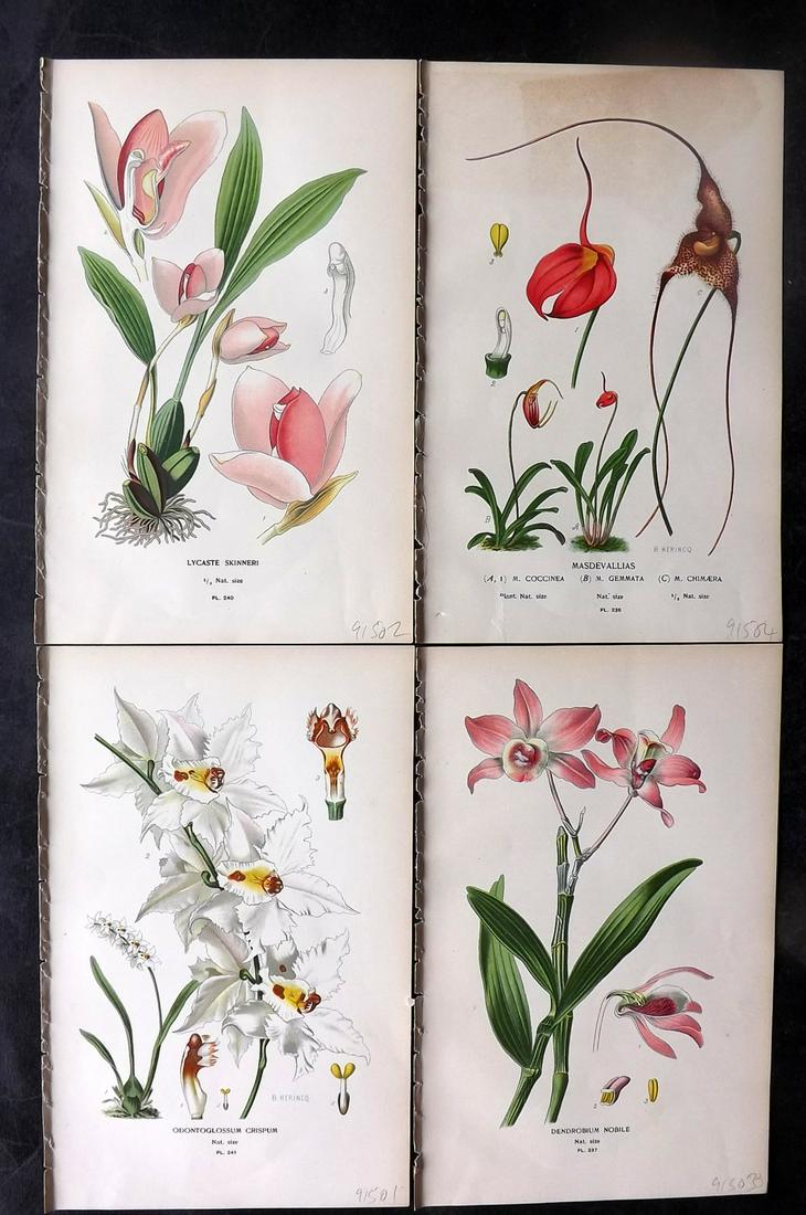 Step, Edward 1897 Lot of 4 Antique Botanical Prints. Orchids (1 of 2)