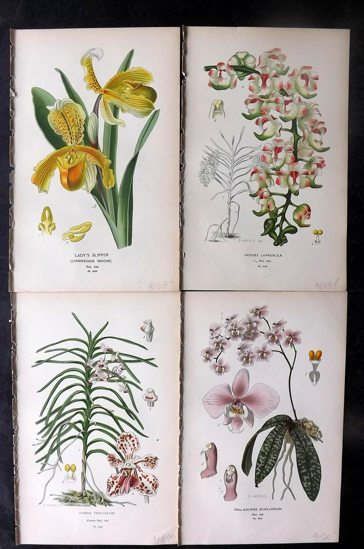 Step, Edward 1897 Lot of 4 Antique Botanical Prints. Orchids (1 of 2)