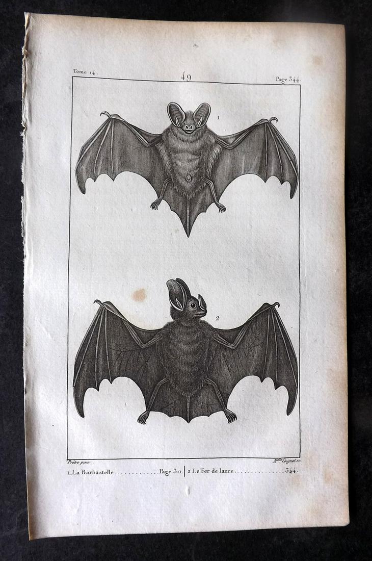Buffon, Comte de 1825 Antique Print. Bats 49 (1 of 1)