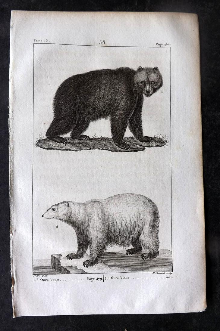 Buffon, Comte de 1825 Antique Print. Brown Bear & Polar Bear 38 (1 of 1)