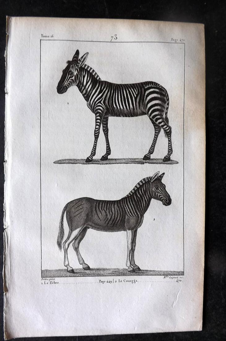 Buffon, Comte de 1825 Antique Print. Zebra & Extinct Quagga 73 (1 of 1)