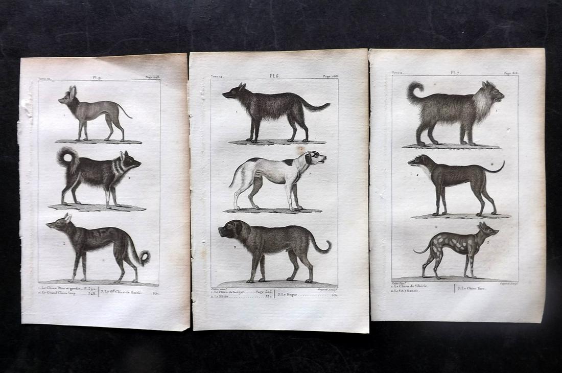 Buffon, Comte de 1825 Lot of 3 Antique Prints. Dogs: Copper Plate Published 1825, Paris for "Oeuvres Completes De Buffon" by the Comte de Buffon and Bernard Lacepede. Paper Size: 8 x 5 inch (20 x 13cm) Minor toning in parts. Good Condition