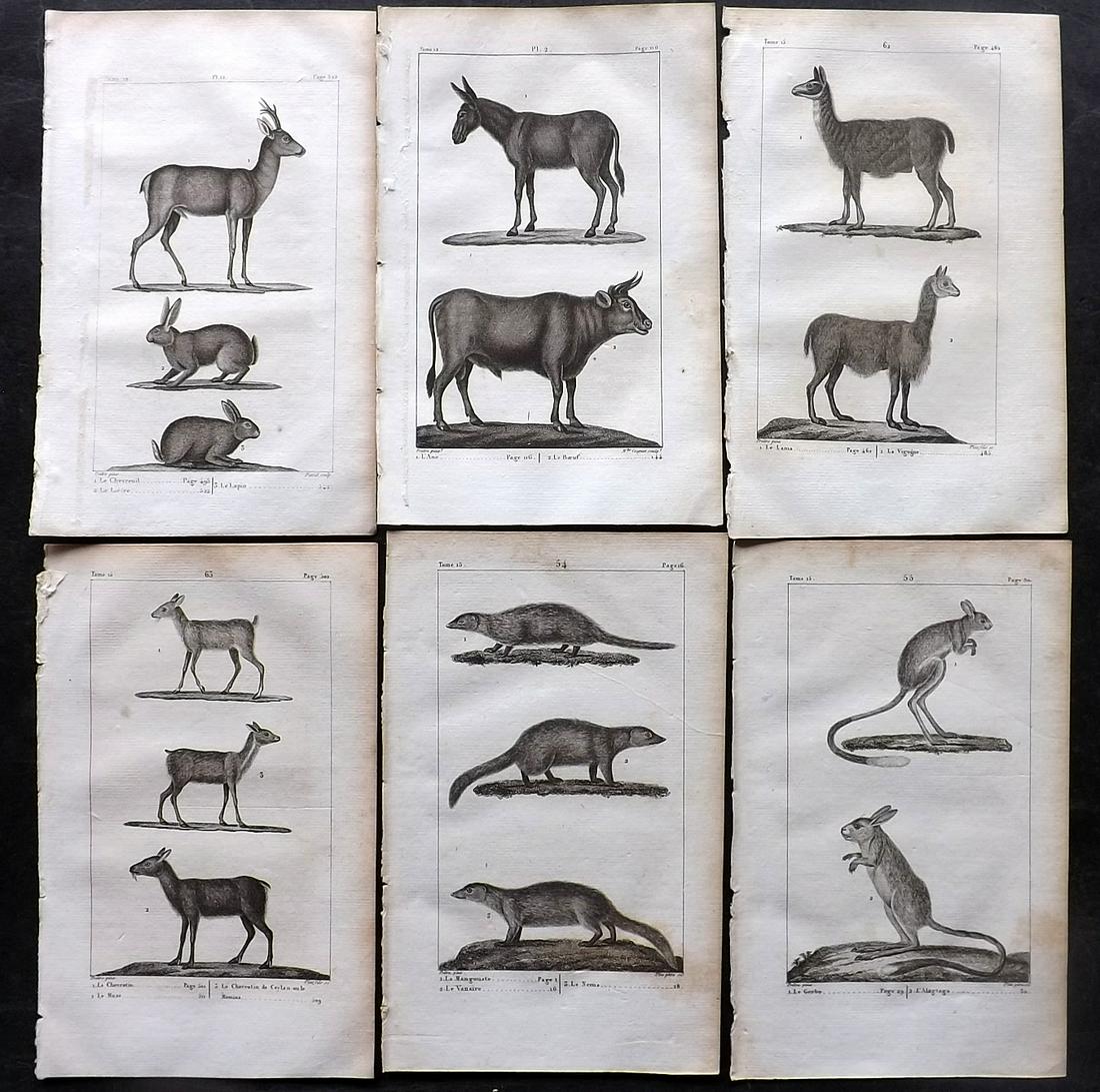 Buffon, Comte de 1825 Lot of 6 Antique Natural History Prints: Copper Plate Published 1825, Paris for "Oeuvres Completes De Buffon" by the Comte de Buffon and Bernard Lacepede. Paper Size: 8 x 5 inch (20 x 13cm) Minor toning in parts. Good Condition