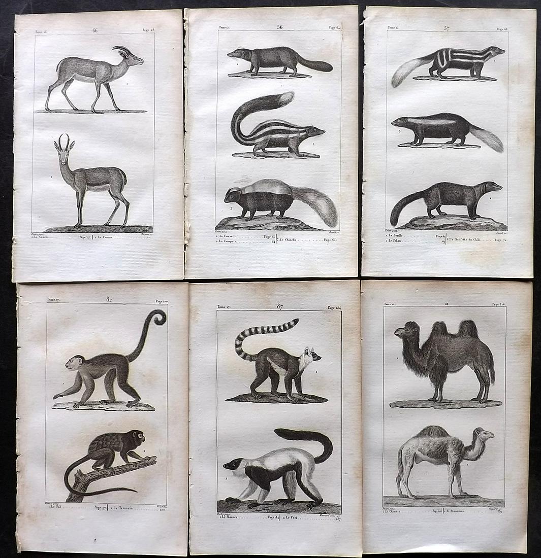 Buffon, Comte de 1825 Lot of 6 Antique Natural History Prints: Copper Plate Published 1825, Paris for "Oeuvres Completes De Buffon" by the Comte de Buffon and Bernard Lacepede. Paper Size: 8 x 5 inch (20 x 13cm) Minor toning in parts. Good Condition
