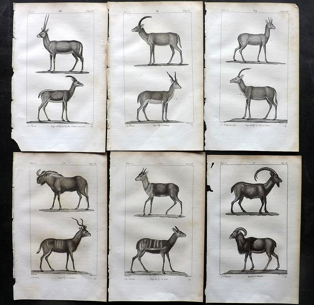 Buffon, Comte de 1825 Lot of 6 Antique Natural History Prints: Copper Plate Published 1825, Paris for "Oeuvres Completes De Buffon" by the Comte de Buffon and Bernard Lacepede. Paper Size: 8 x 5 inch (20 x 13cm) Minor toning in parts. Good Condition