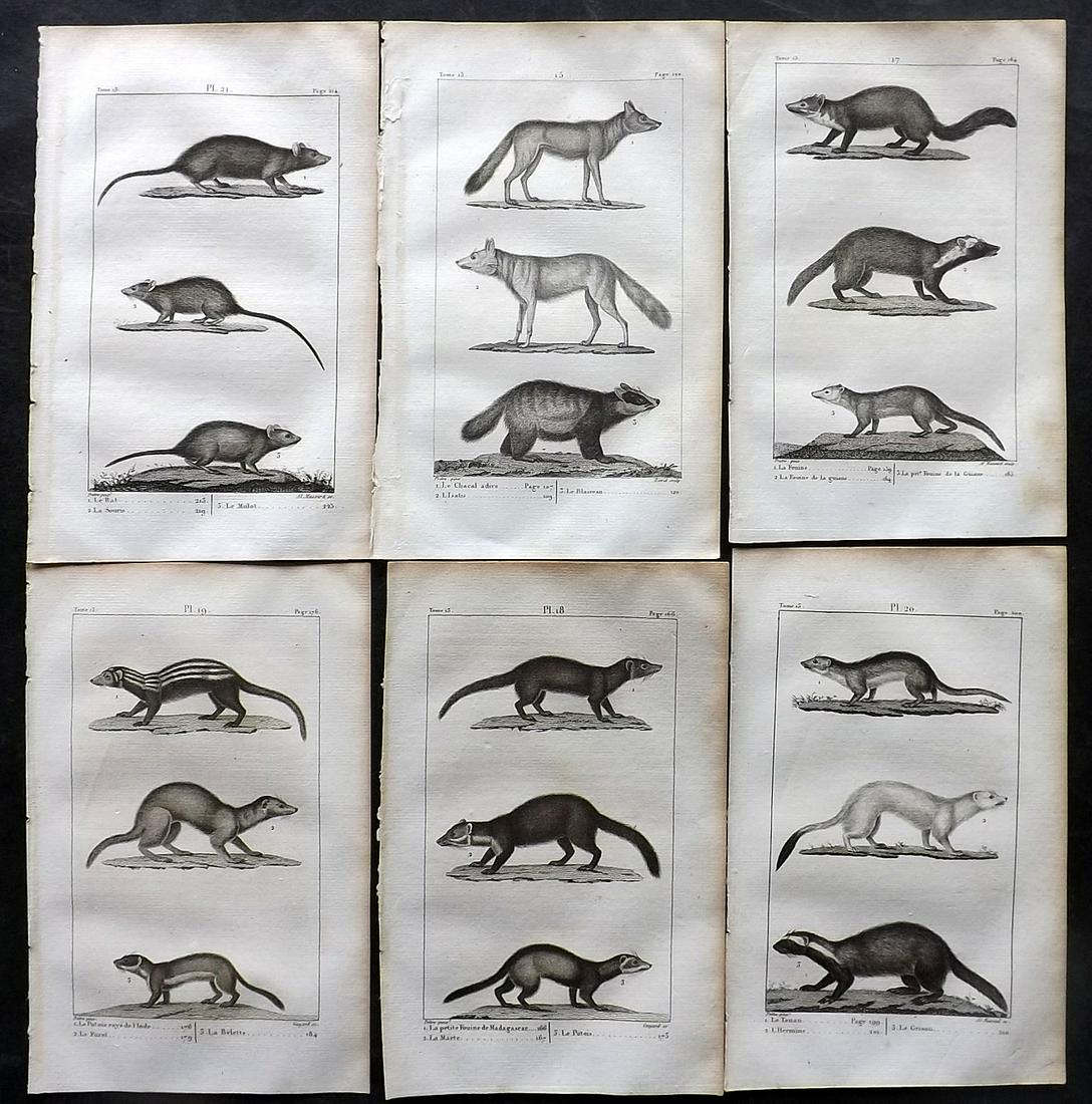 Buffon, Comte de 1825 Lot of 6 Antique Natural History Prints: Copper Plate Published 1825, Paris for "Oeuvres Completes De Buffon" by the Comte de Buffon and Bernard Lacepede. Paper Size: 8 x 5 inch (20 x 13cm) Minor toning in parts. Good Condition