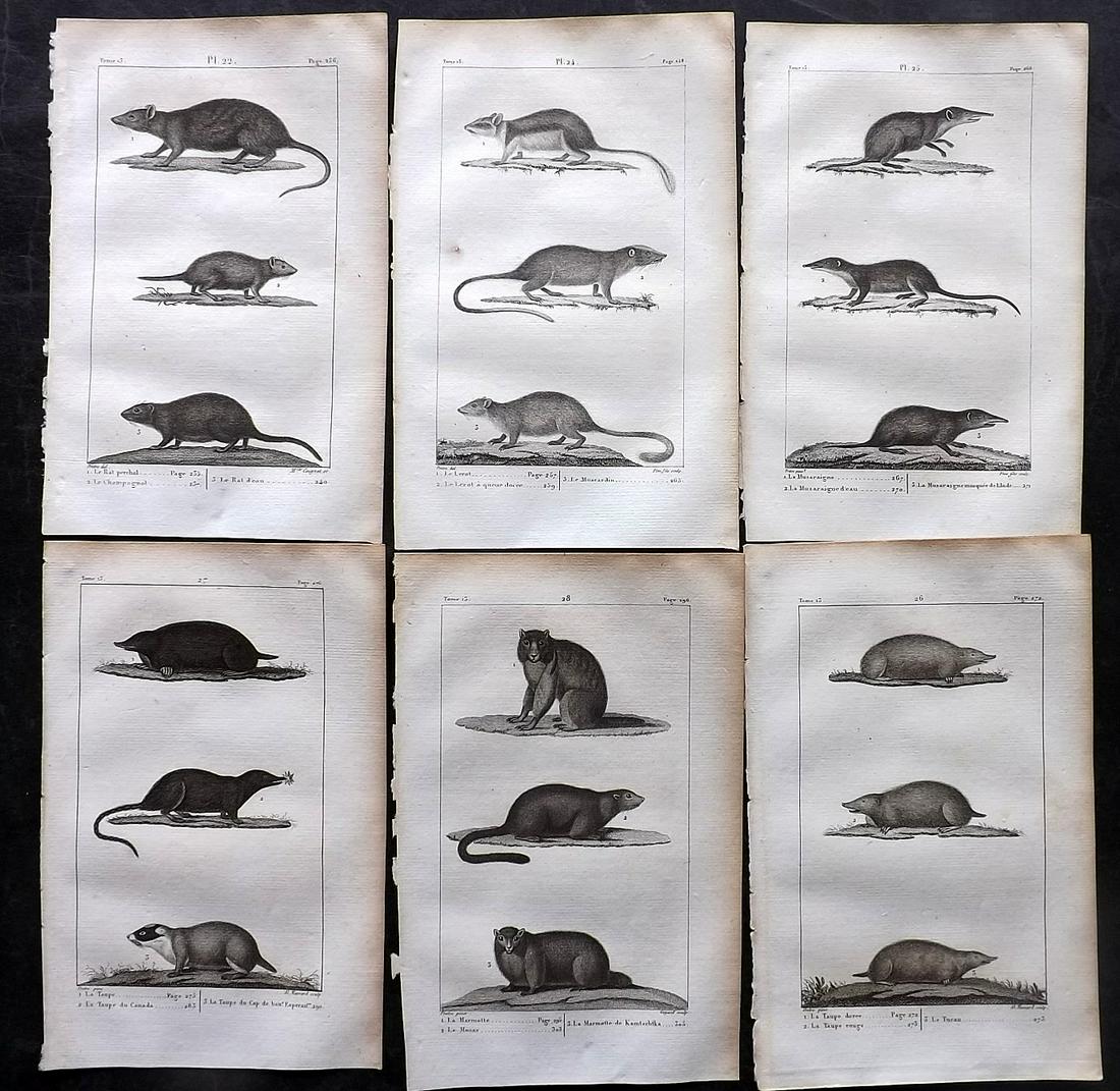 Buffon, Comte de 1825 Lot of 6 Antique Natural History Prints: Copper Plate Published 1825, Paris for "Oeuvres Completes De Buffon" by the Comte de Buffon and Bernard Lacepede. Paper Size: 8 x 5 inch (20 x 13cm) Minor toning in parts. Good Condition