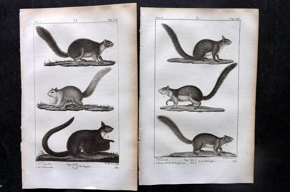 Buffon, Comte de 1825 Pair of Antique Prints. Squirrel (1 of 2)