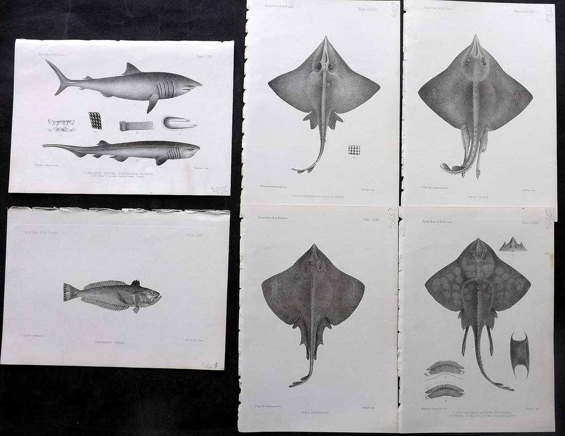 Day, Francis 1884 Lot of 6 Antique Fish Prints: Lithographs Published 1880-84, London for "The Fishes of Great Britain and Ireland" by Francis Day. Paper Size: 10 x 7 inch (26 x 18cm) Good Condition
