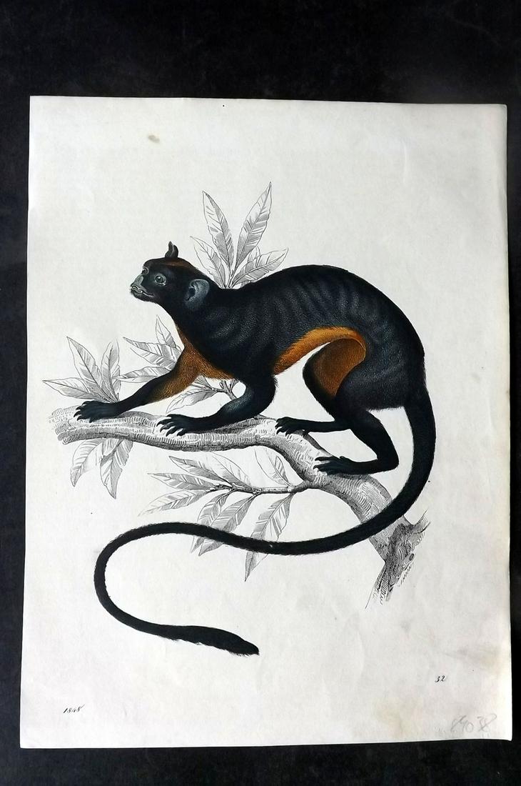 Hoffmann, Carl 1848 Hand Col Print. Marmoset 32: Hand Colored Lithograph Published 1842-80, Stuttgart for "Das Buch der Welt" by Carl Hoffmann. Paper Size: 9.5 x 7 inch (25 x 18cm) Approx. Good Condition overall