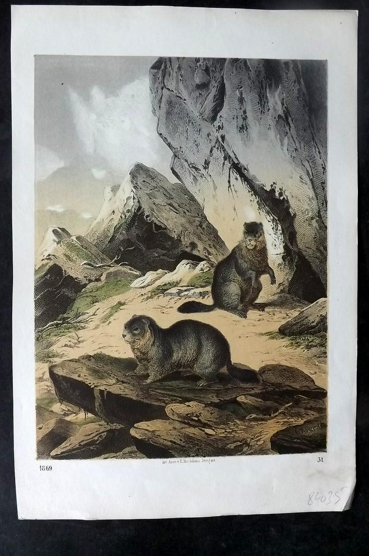 Hoffmann, Carl 1869 Hand Col Print. Beavers 31: Hand Colored Lithograph Published 1842-80, Stuttgart for "Das Buch der Welt" by Carl Hoffmann. Paper Size: 9.5 x 7 inch (25 x 18cm) Approx. Good Condition overall