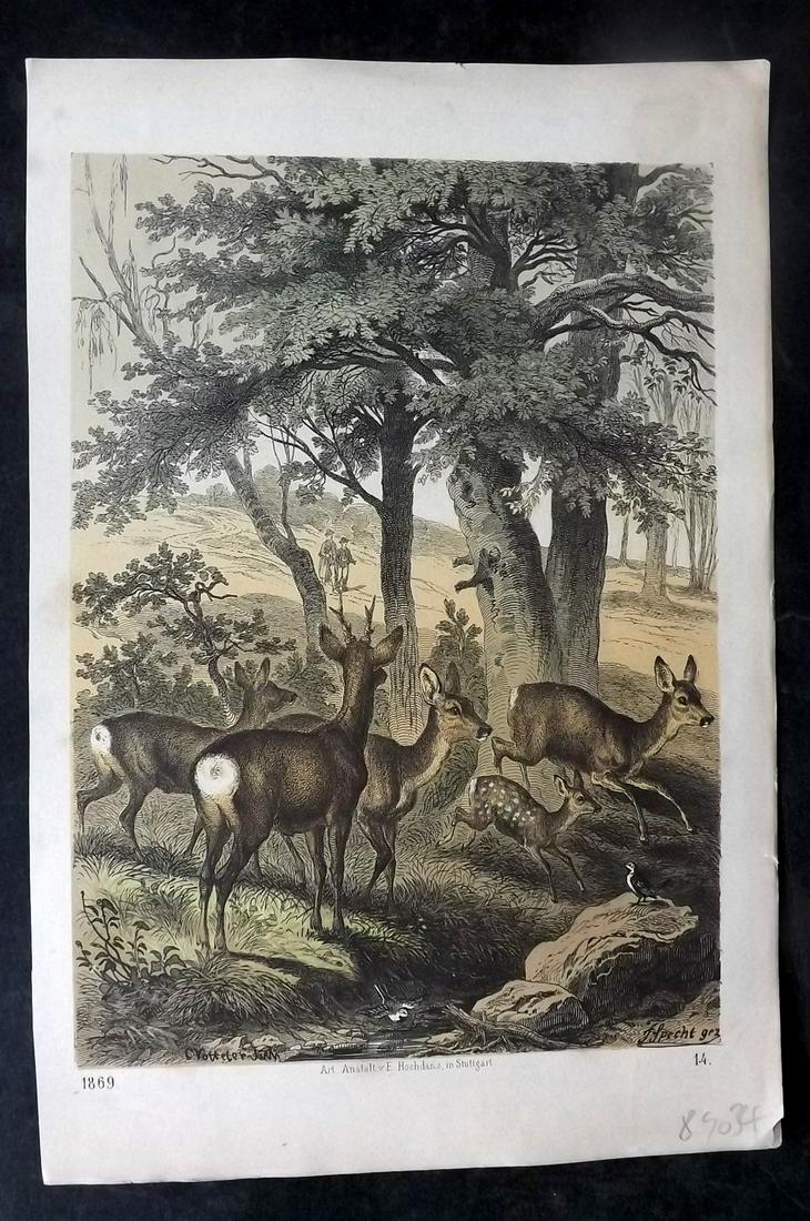 Hoffmann, Carl 1869 Hand Col Print. Deer & young 14 (1 of 1)