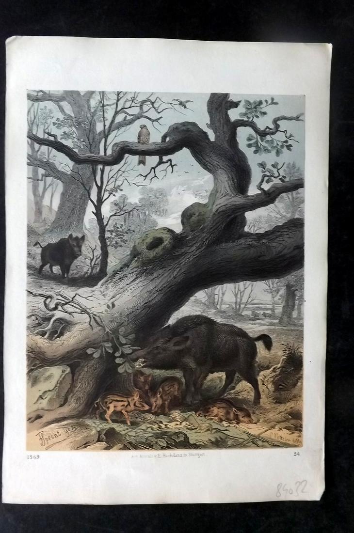 Hoffmann, Carl 1869 Hand Col Print. Wild Boar & young 24 (1 of 1)