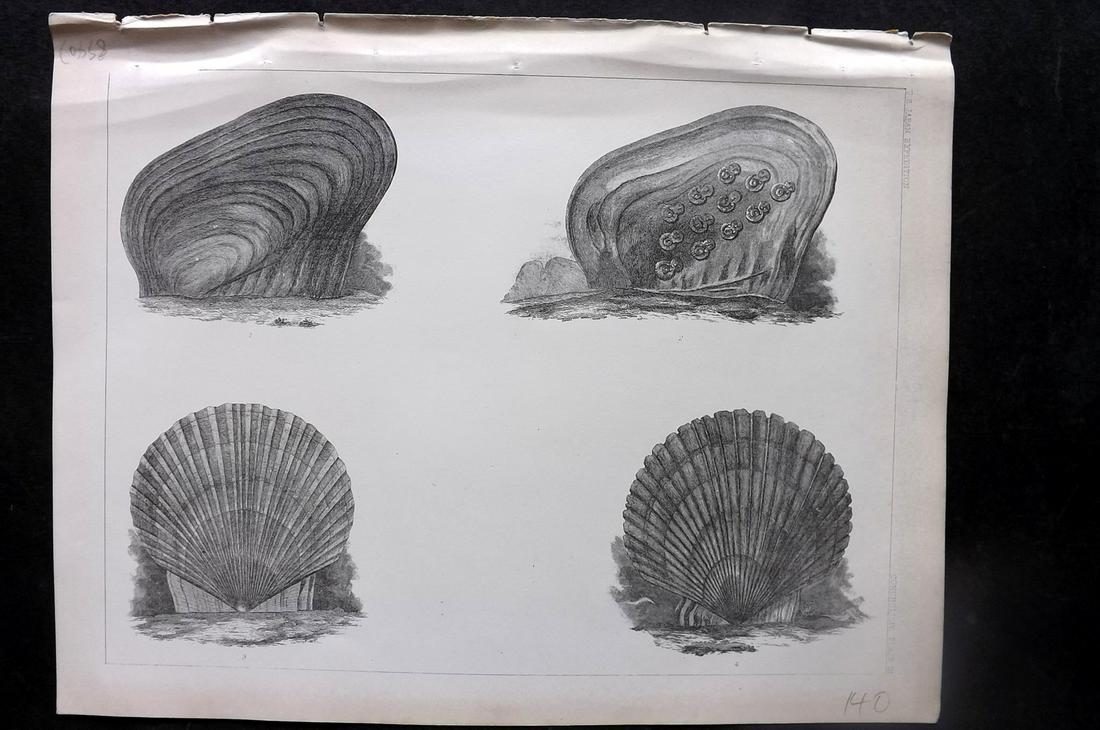 Perry, Commodore 1856 Antique Shell Print (1 of 2)