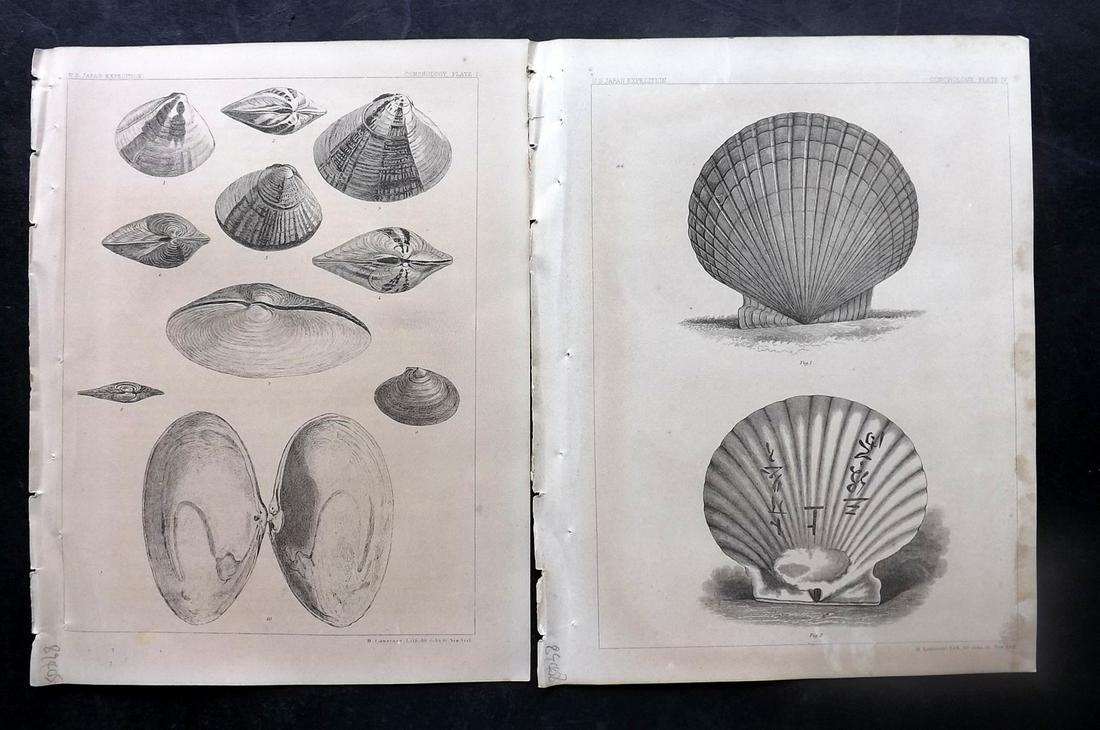 Perry, Commodore 1856 Pair of Prints. Shells (1 of 2)