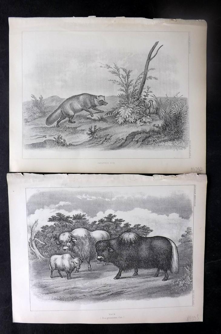Perry, Commodore 1856 Pair of Prints. Yak, Japanese Fox (1 of 2)