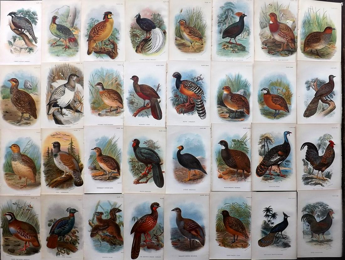 Lloyds's 1897 Lot of 32 Antique Bird Prints. Game Birds (1 of 6)