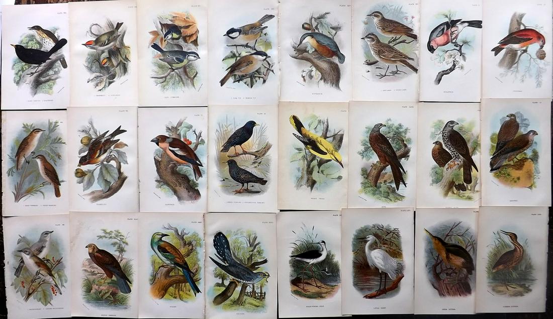 Lloyds's 1897 Lot of 24 Antique Bird Prints. British Birds: Chromolithographs Published 1894-97, London for "Lloyds's Natural History..." Edited by R. Bowdler Sharpe, W. F. Kirby, H. O. Forbes, R. Lydekker, and W. R. Olive-Grant. Illustrated after Keulemans, G