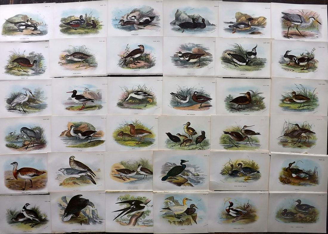Lloyds's 1897 Lot of 36 Antique Bird Prints. British Birds: Chromolithographs Published 1894-97, London for "Lloyds's Natural History..." Edited by R. Bowdler Sharpe, W. F. Kirby, H. O. Forbes, R. Lydekker, and W. R. Olive-Grant. Illustrated after Keulemans, G