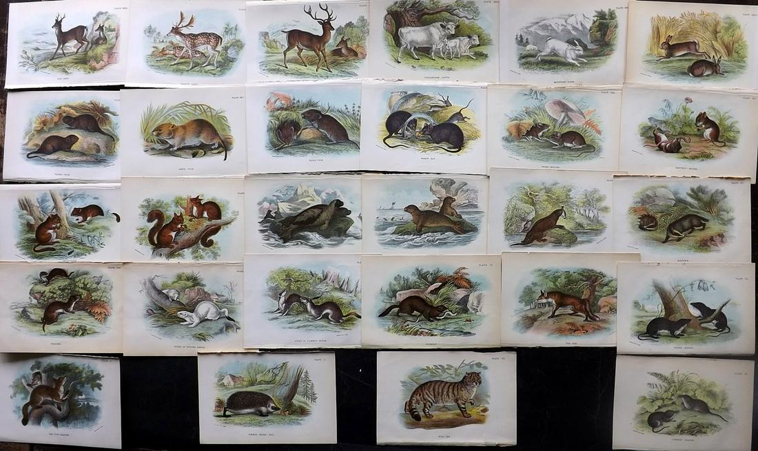 Lloyds's 1897 Lot of 28 Antique Prints. British Mammals: Chromolithographs Published 1894-97, London for "Lloyds's Natural History..." Edited by R. Bowdler Sharpe, W. F. Kirby, H. O. Forbes, R. Lydekker, and W. R. Olive-Grant. Illustrated after Keulemans, G