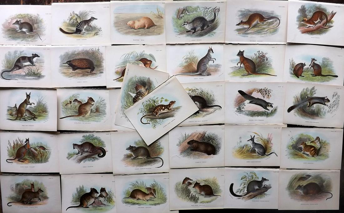 Lloyds's 1897 Lot of 32 Antique Prints. Australian Mammals: Chromolithographs Published 1894-97, London for "Lloyds's Natural History..." Edited by R. Bowdler Sharpe, W. F. Kirby, H. O. Forbes, R. Lydekker, and W. R. Olive-Grant. Illustrated after Keulemans, G
