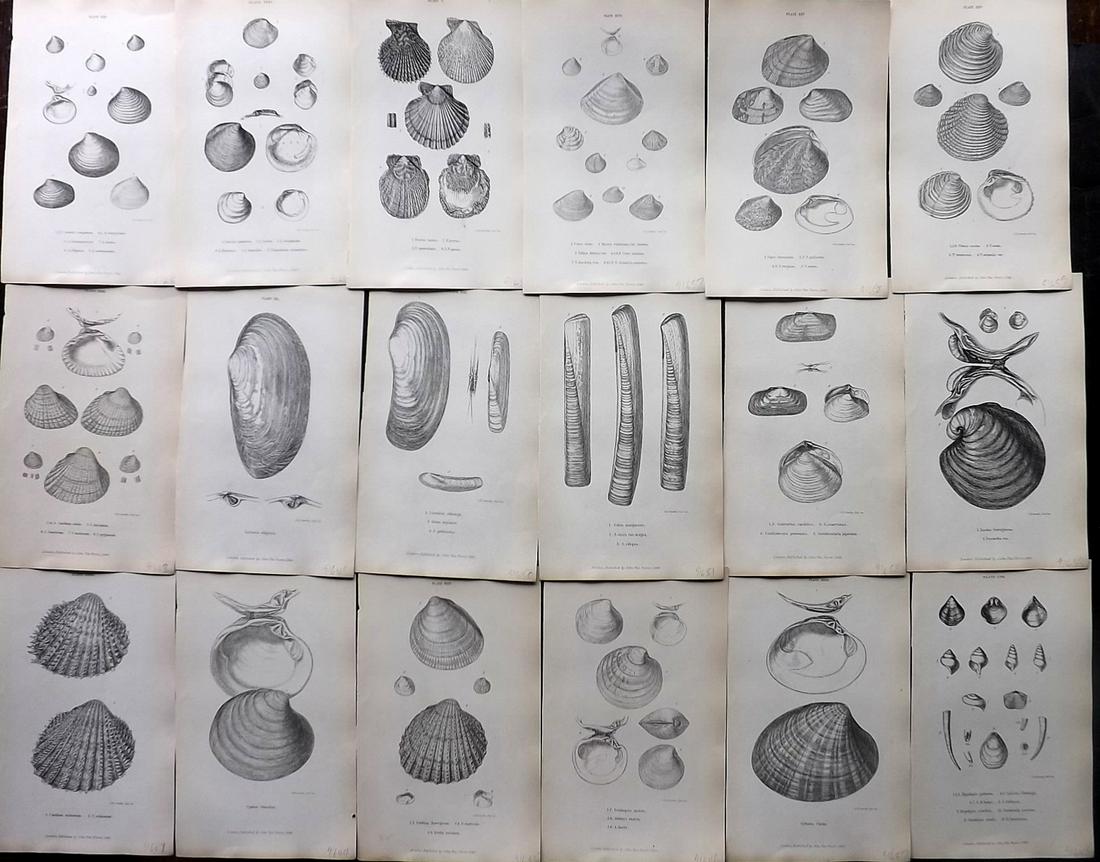 Forbes, Edward 1853 Lot of 18 Antique Shell Prints: Etchings Published 1848-53, London for "A History of British Mollusca, and their Shells" by Edward Forbes. Paper Size: 8 x 5 inch (21 x 13cm) Good Condition