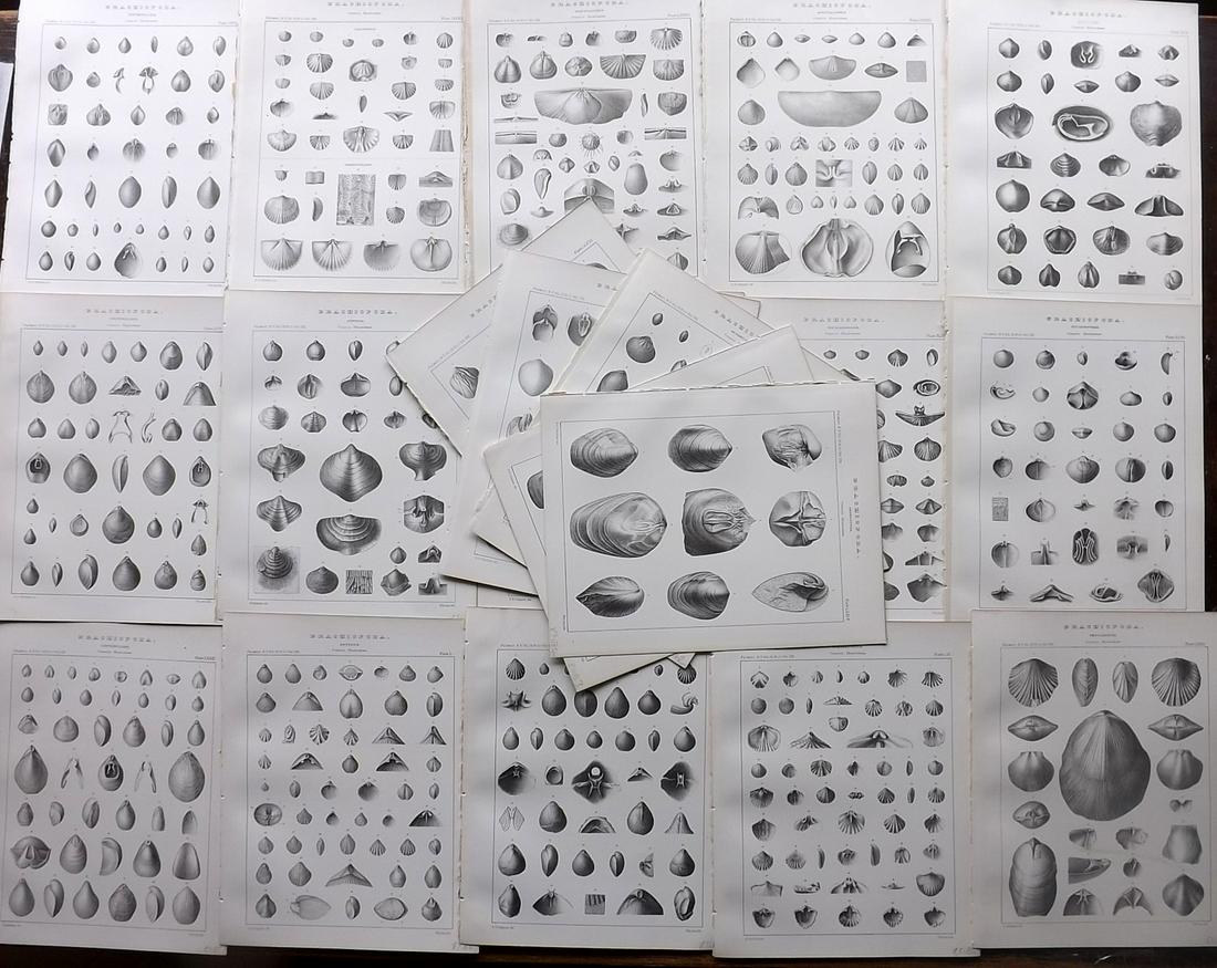 Hall, James 1892 Lot of 20 Fossil Shell Prints, Palaeontology: Lithographs Published 1892, Albany, New York for "Palaeontology..." Part of the "Geological Survey of the State of New York" Series by James Hall and John M. Clarke. Paper Size: 11 x 8.5 inch (28 x 22
