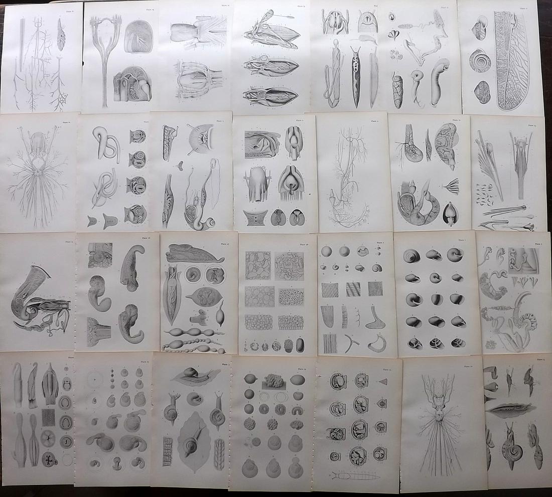 New York State Museum 1900 Lot of 28 Prints. Fossils, Shells: Lithographs Published 1900, Albany for "New York State Museum 54th Annual Report of the Regents" Paper Size: 9 x 5.5 inch (23 x 14cm) Good Condition