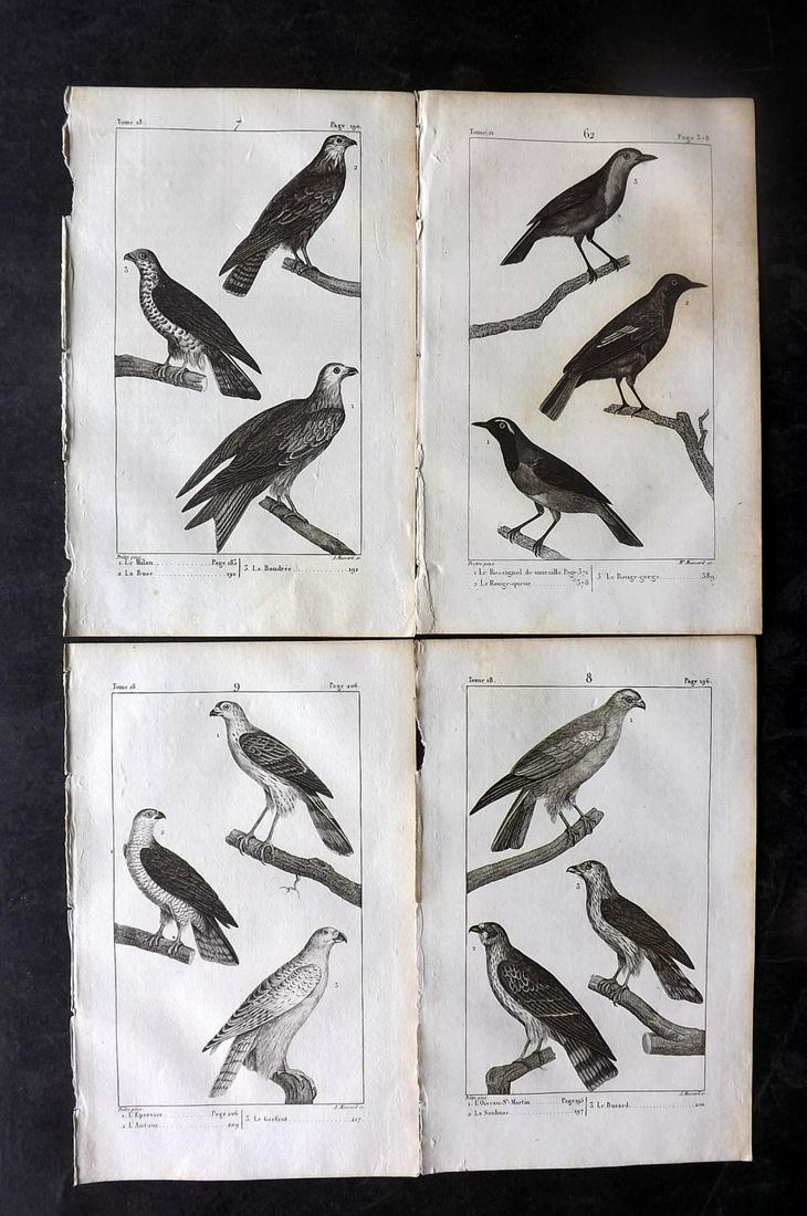 Buffon, Comte de 1825 Lot of 4 Antique Birds of Prey etc Prints (1 of 2)