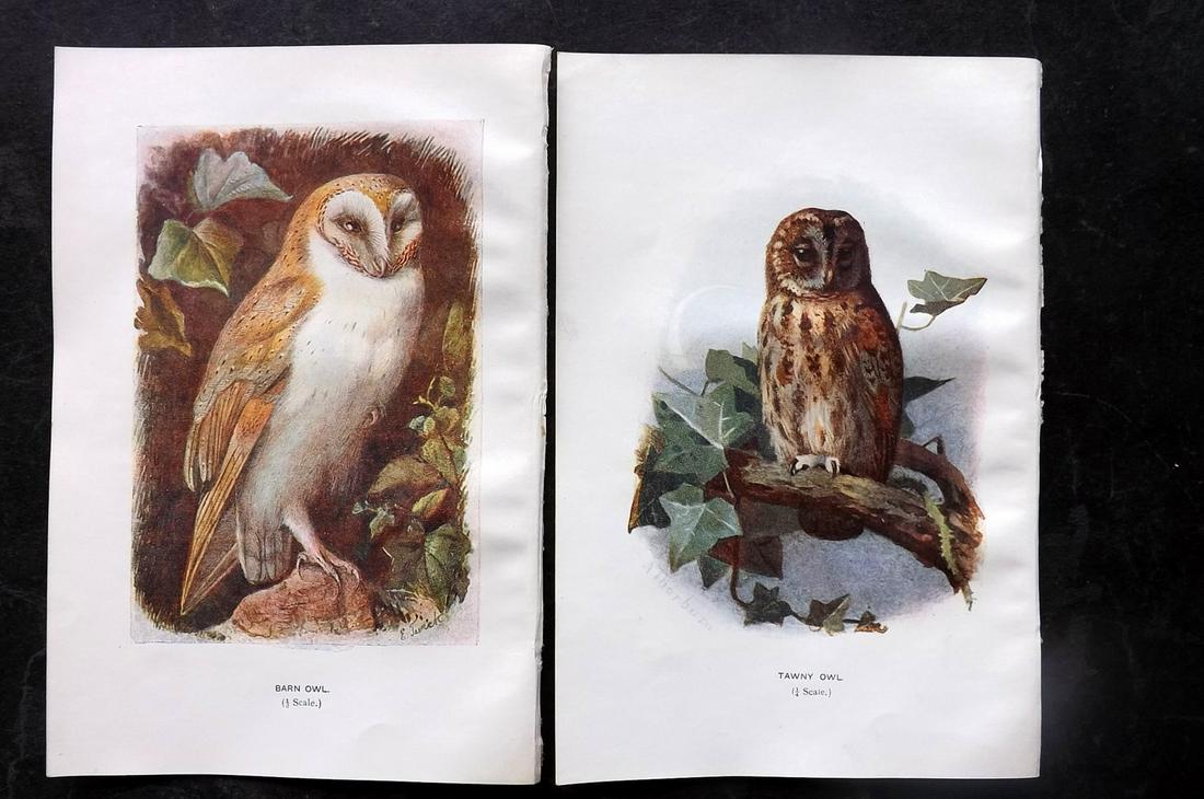 Swaysland, Walter 1901 Pair of Antique Owl Prints (1 of 2)