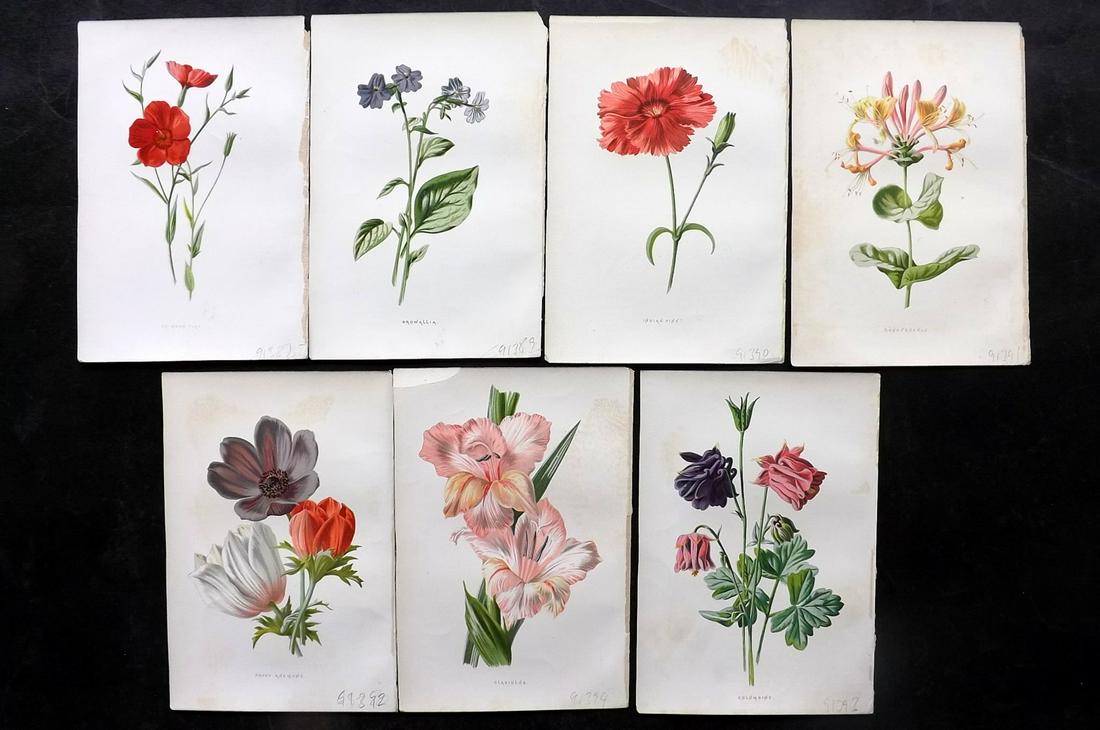 Hulme, Edward C1880 Lot of 7 Botanical Prints. Garden Flowers, 1st Ed. (1 of 2)