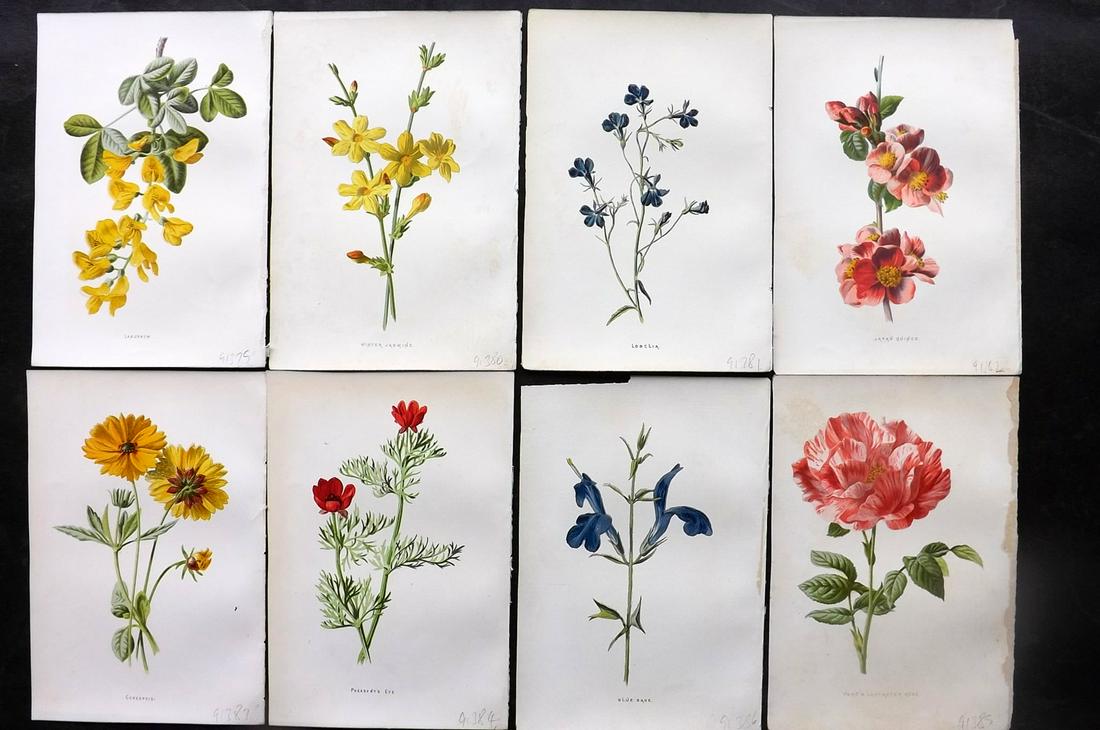 Hulme, Edward C1880 Lot of 8 Botanical Prints. Garden Flowers, 1st Ed. (1 of 2)