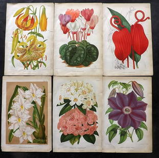 Thomson, Robert 1878 Lot of 6 Antique Botanical Prints: Chromolithograph Published 1878, London for "The Gardener's Assistant..." by Robert Thompson. Paper Size: 9.5 x 6.5 inch (24 x 16.5cm) Some toning and margin tears