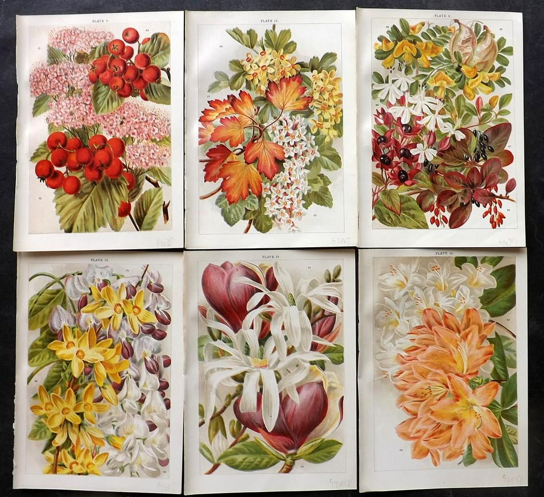 Weathers, John 1903 Lot of 6 Antique Botanical Prints (1 of 2)