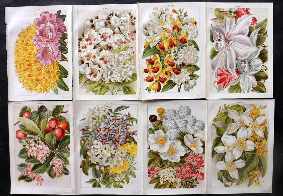 Weathers, John 1903 Lot of 8 Antique Botanical Prints (1 of 2)