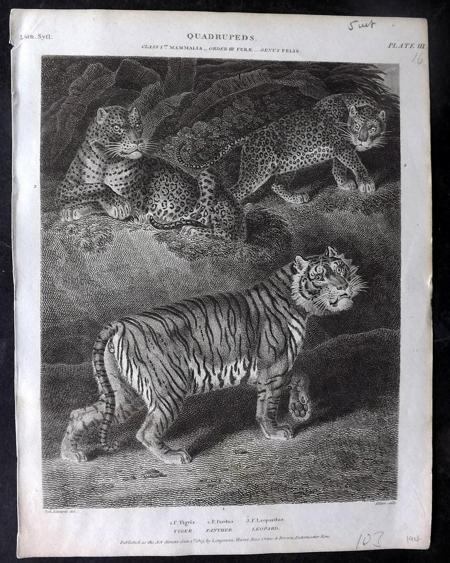 Rees, Abraham 1820 Antique Print. Tiger, Panther, Leopard: Copper Plate Published 1802-20 by Longman, Hurst, Rees & Orme for "The Cycloaedia: or, Universal dictionary of arts, sciences, and literature" By Abraham Rees. Paper Size: 10.5 x 8.5 inch (27 x 22cm) 