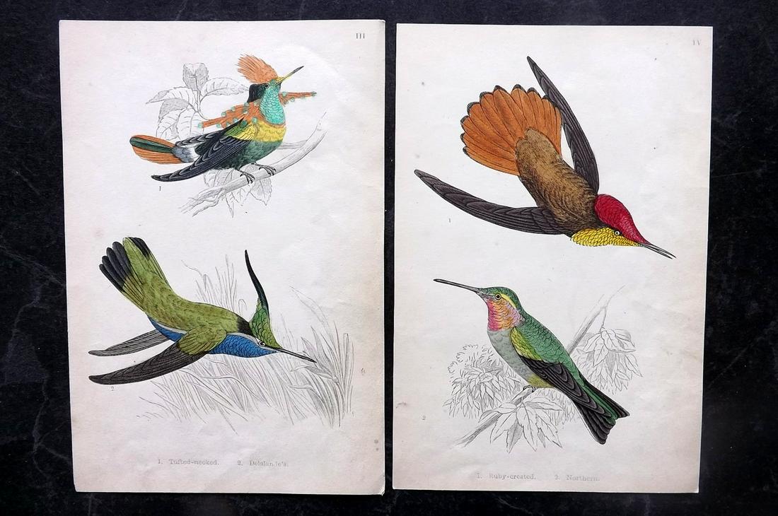 Adams, H. G. 1862 Pair of Rare Hand Col Hummingbird Prints (1 of 1)
