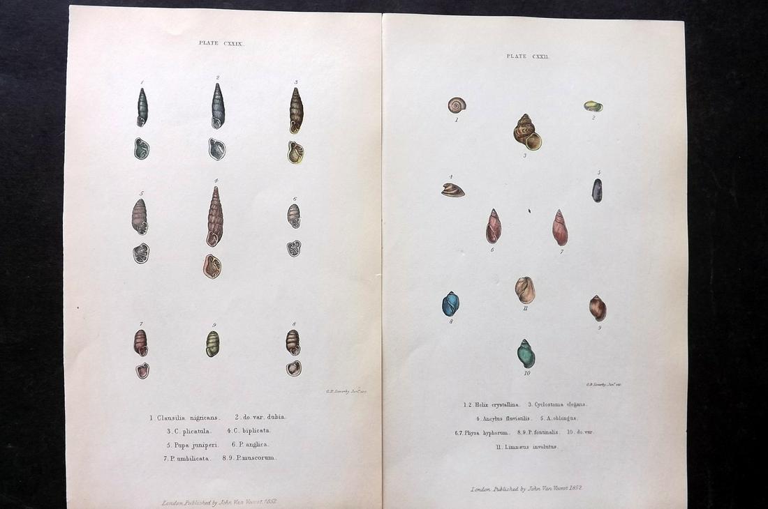 Forbes, Edward 1853 Pair of Antique Hand Col Shell Prints: Lithographs Published 1848-53, London for "A History of British Mollusca, and their Shells" by Edward Forbes. Paper Size: 8 x 5 inch (21 x 13cm) Good Condition