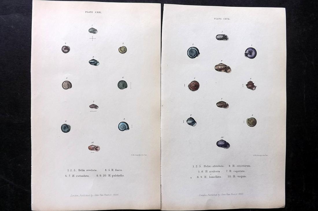 Forbes, Edward 1853 Pair of Antique Hand Col Shell Prints: Lithographs Published 1848-53, London for "A History of British Mollusca, and their Shells" by Edward Forbes. Paper Size: 8 x 5 inch (21 x 13cm) Good Condition