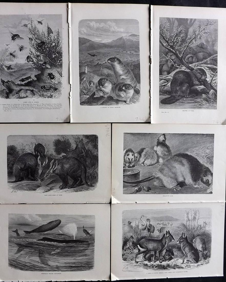 Lydekker, Richard 1896 Lot of 7 Natural History Prints: Wood Engravings (Reverse side blank) Published 1894-96, London for "The Royal Natural History" by Richard Lydekker. Illustrated by Smit, Keulemans, Wolf and others. Paper Size: 10 x 6.5 inch (25 x 16.