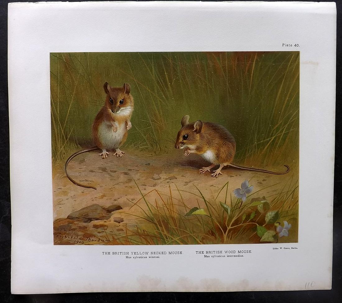 Millais & Thorburn 1904 Rare Folio Print. British Yellow Necked & Wood Mouse (1 of 2)