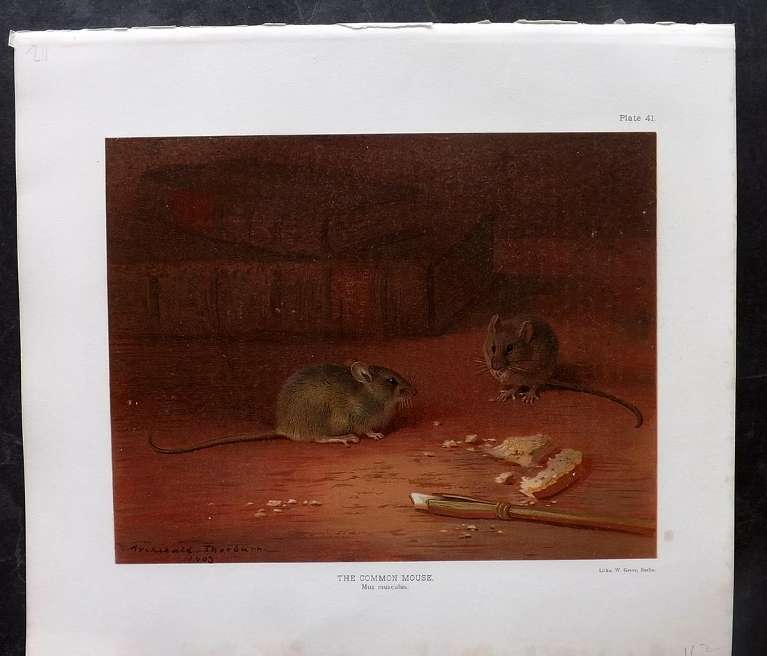 Millais & Thorburn 1904 Rare Folio Print. Common Mouse (1 of 2)