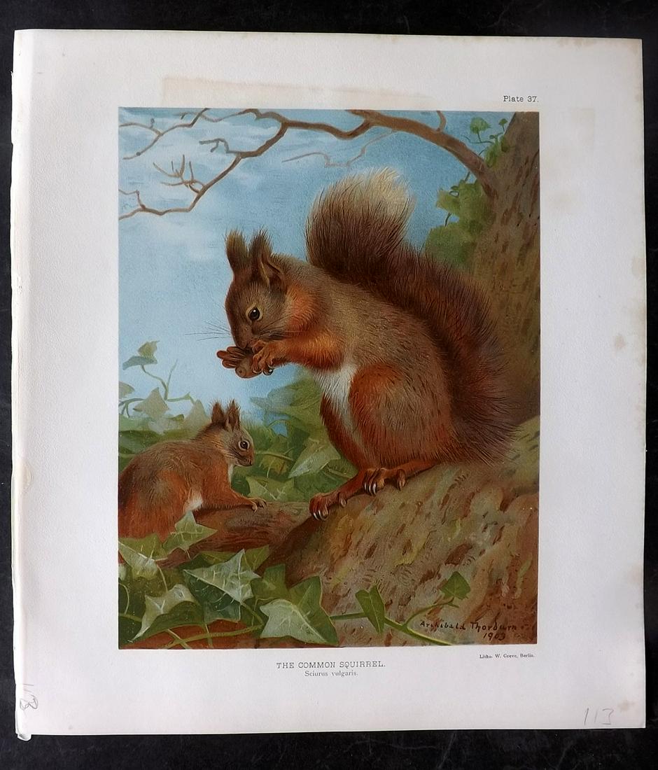 Millais & Thorburn 1904 Rare Folio Print. Common Squirrel (1 of 2)