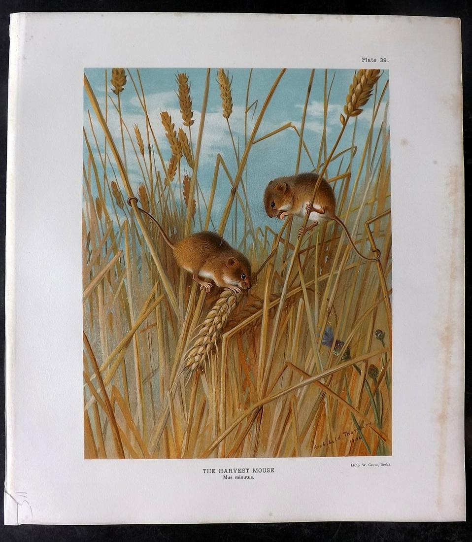 Millais & Thorburn 1904 Rare Folio Print. Harvest Mouse (1 of 2)